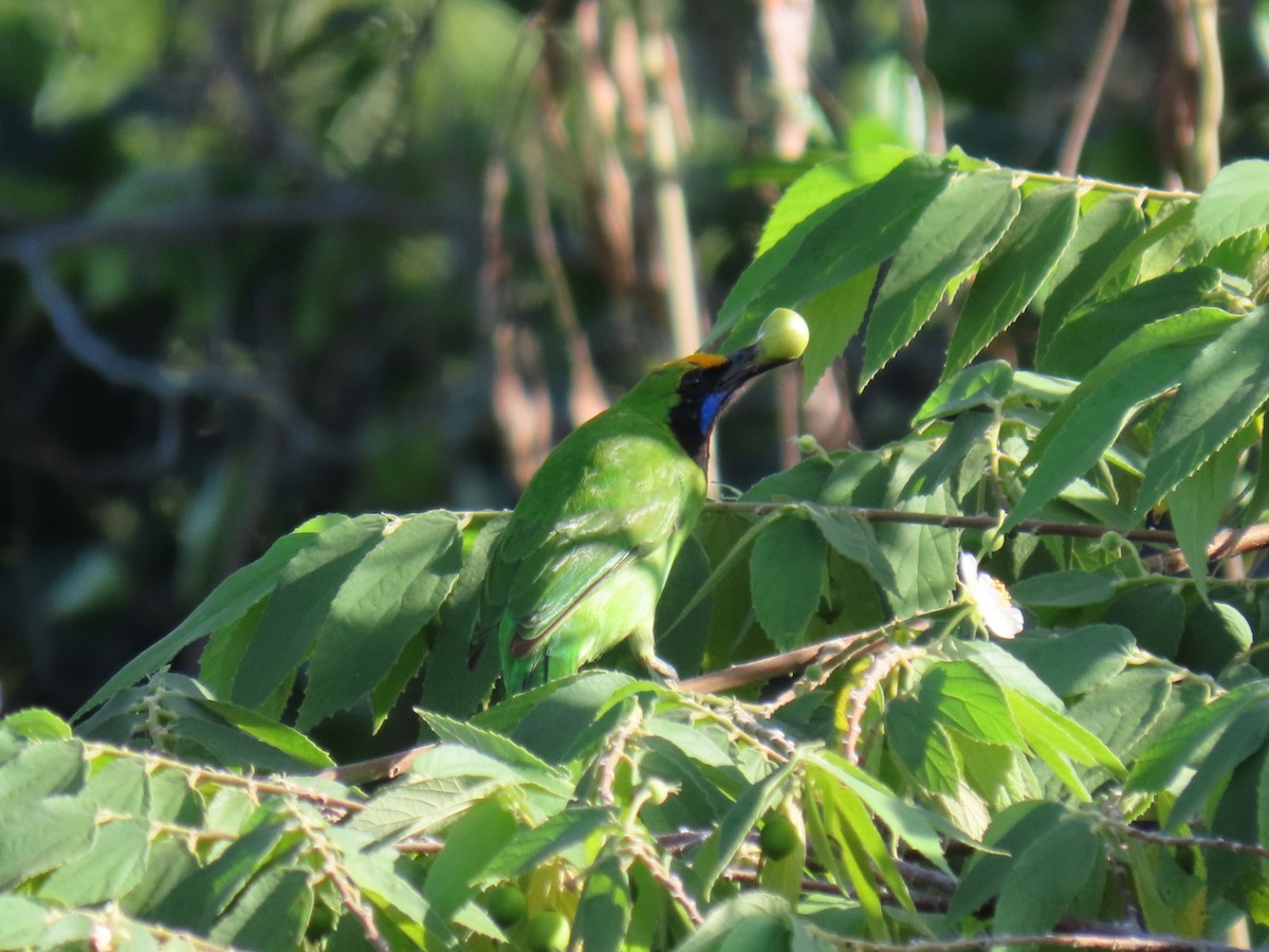 Golden-fronted Leafbird - Bosco Chan