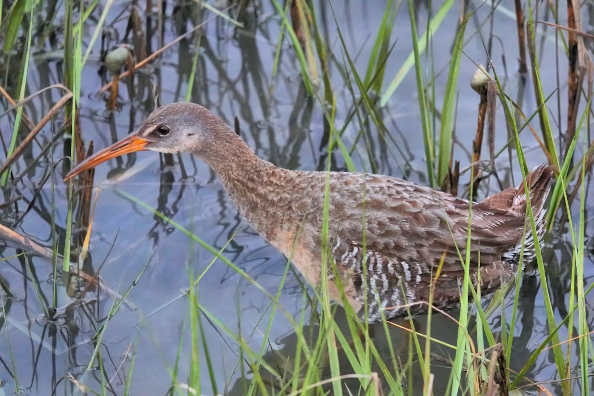 Clapper Rail - Alan Mitchnick