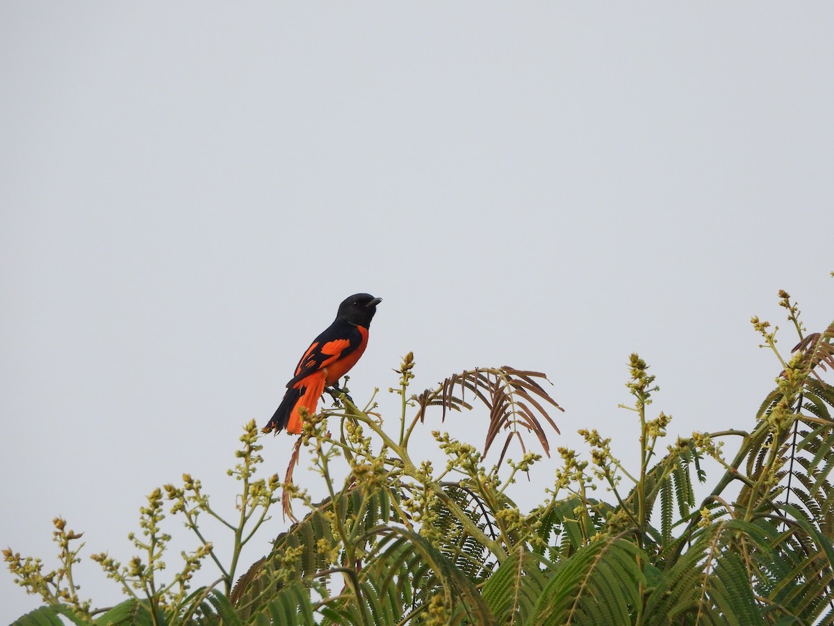 Scarlet Minivet - ML619343503