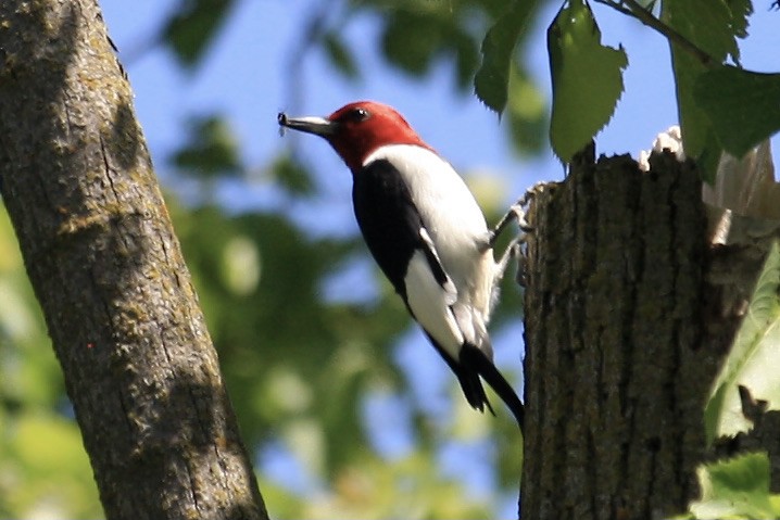 Red-headed Woodpecker - Carla Schmakel