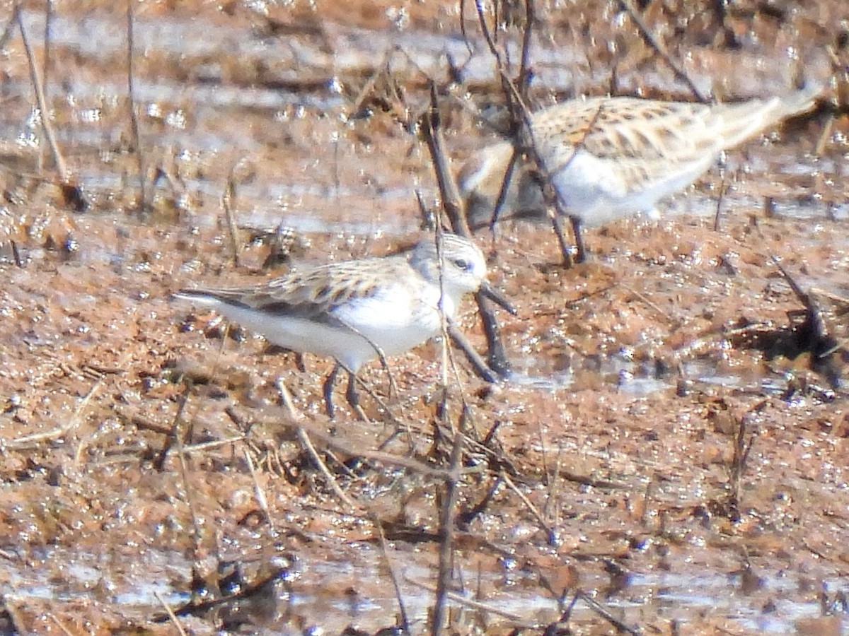 Semipalmated Sandpiper - Ed Daniels