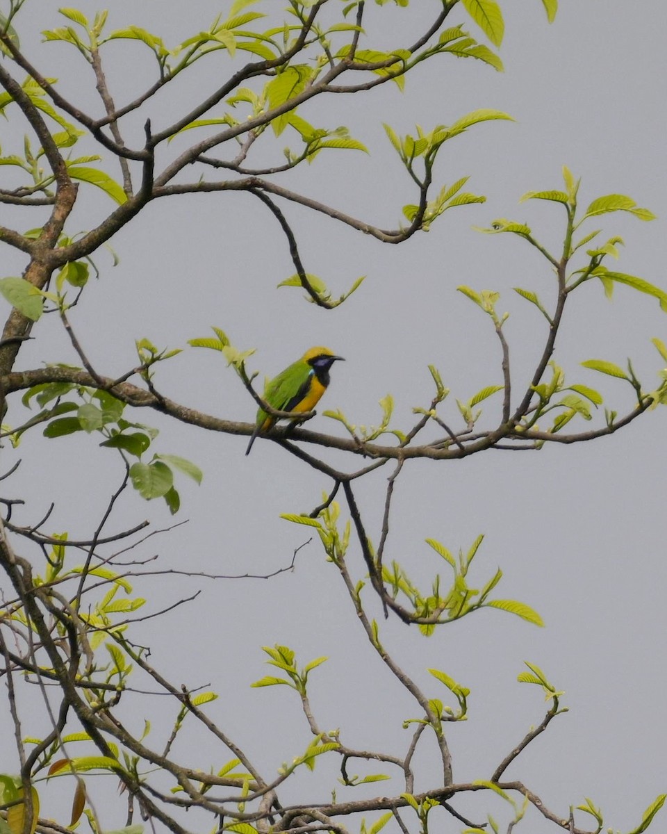 Orange-bellied Leafbird - Partha Saradhi Allam