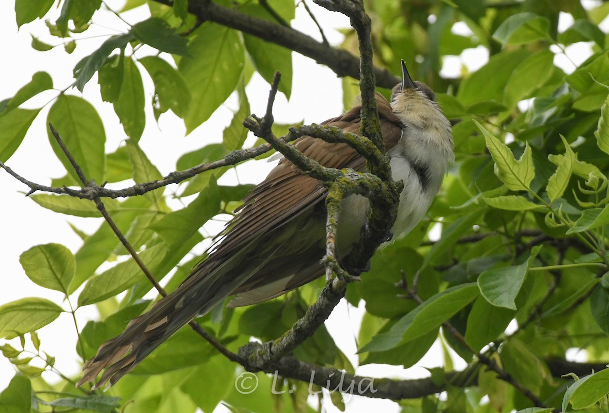 Black-billed Cuckoo - Lorri Lilja