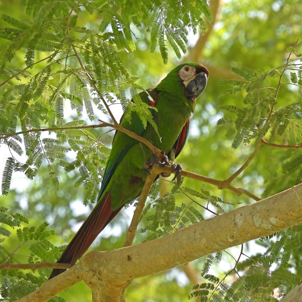 Chestnut-fronted Macaw - maicol gonzalez guzman