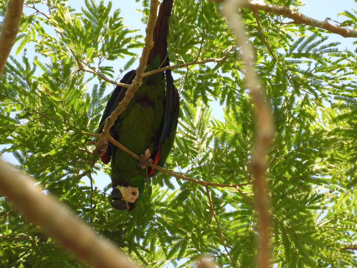 Chestnut-fronted Macaw - maicol gonzalez guzman