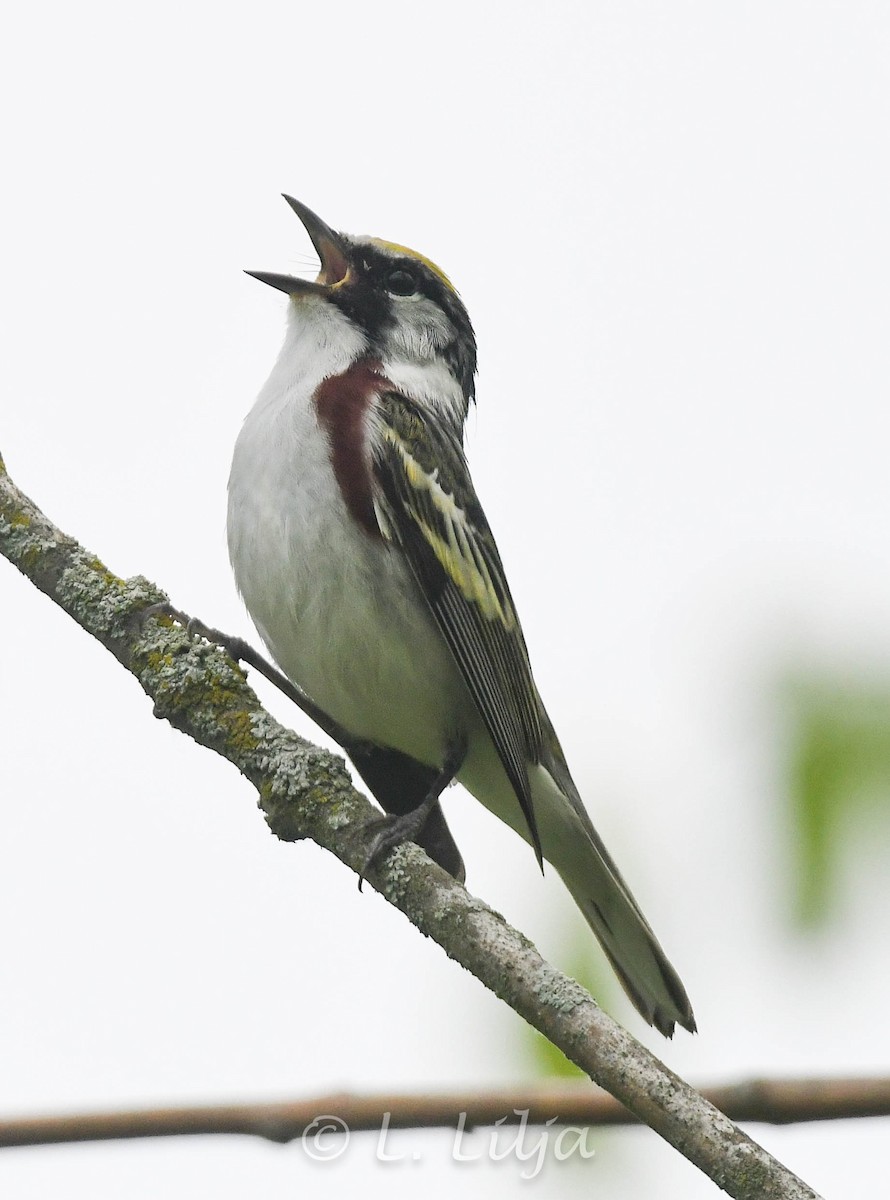 Chestnut-sided Warbler - Lorri Lilja