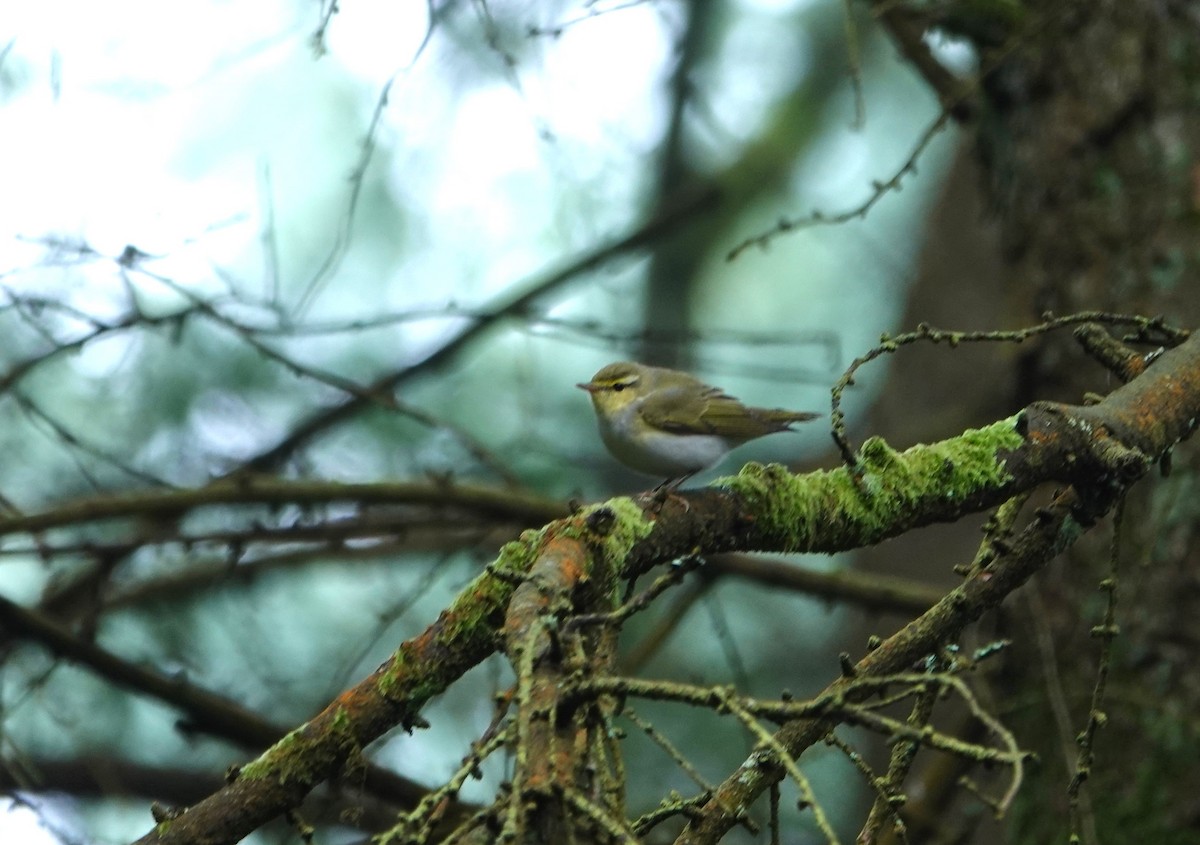 Wood Warbler - Duncan Evered