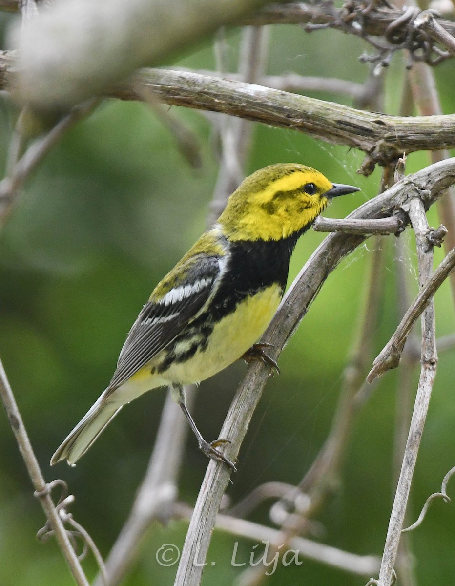 Black-throated Green Warbler - ML619343631