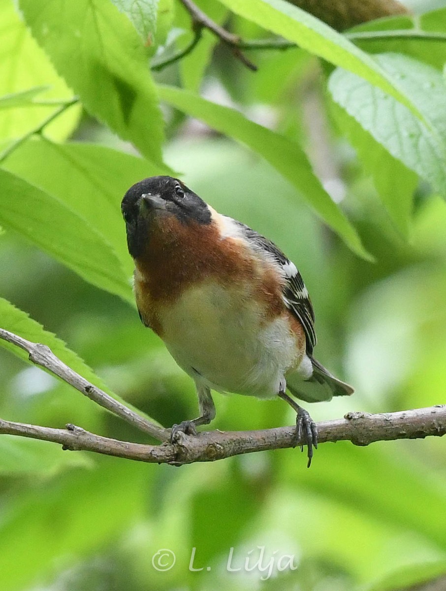Bay-breasted Warbler - Lorri Lilja