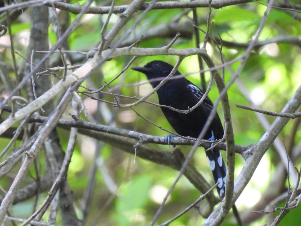 Jet Antbird - maicol gonzalez guzman