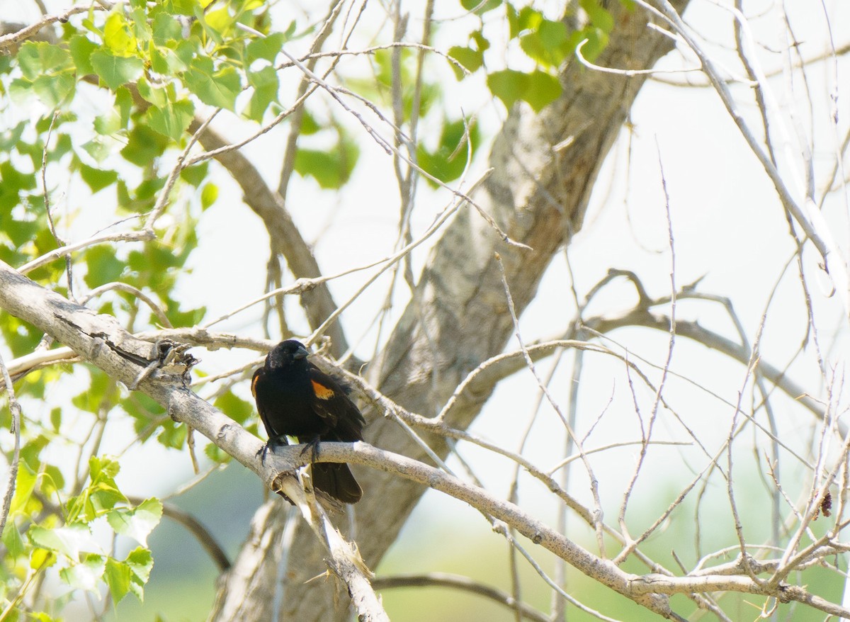 Red-winged Blackbird - Robin Trevillian