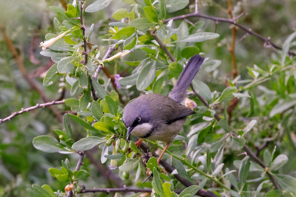 Bar-throated Apalis - ML619343645