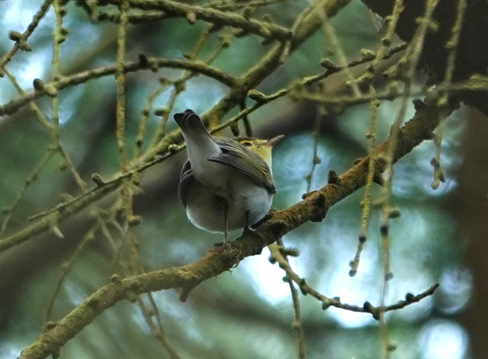 Wood Warbler - Duncan Evered