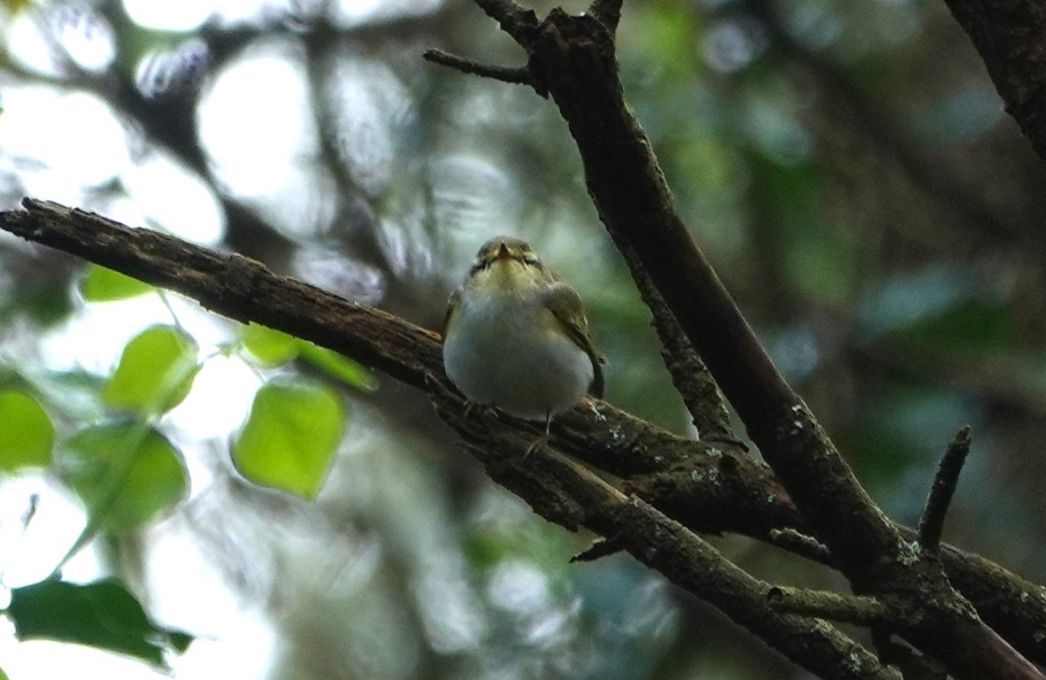 Wood Warbler - Duncan Evered