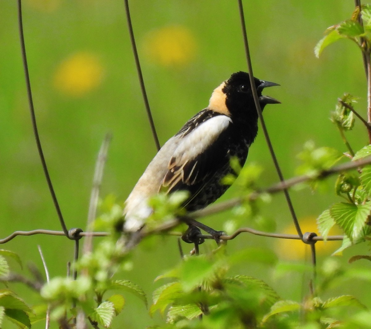 Bobolink - Cheryl Ring