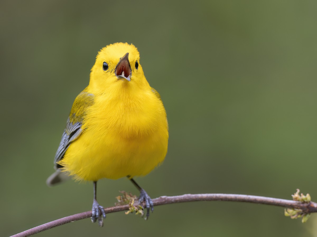 Prothonotary Warbler - Andres Vasquez Noboa