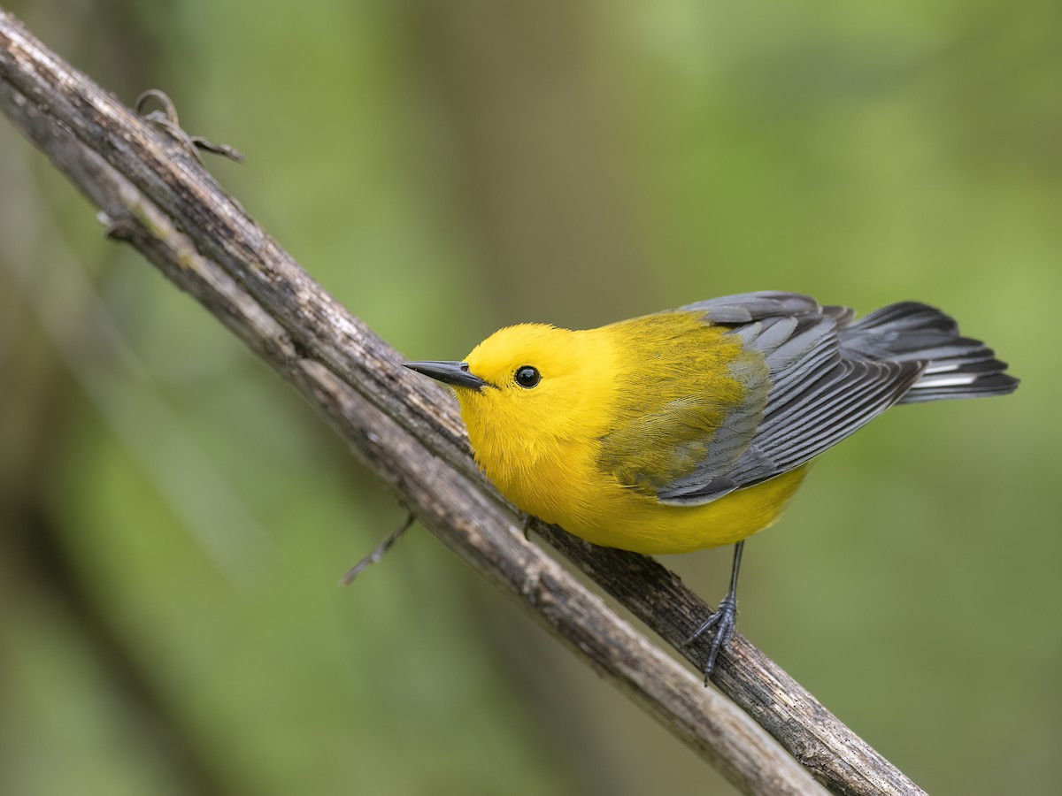 Prothonotary Warbler - Andres Vasquez Noboa