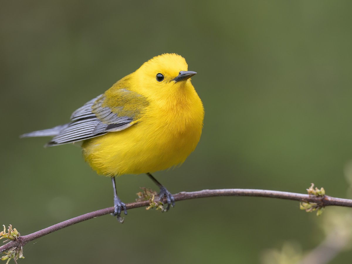 Prothonotary Warbler - Andres Vasquez Noboa