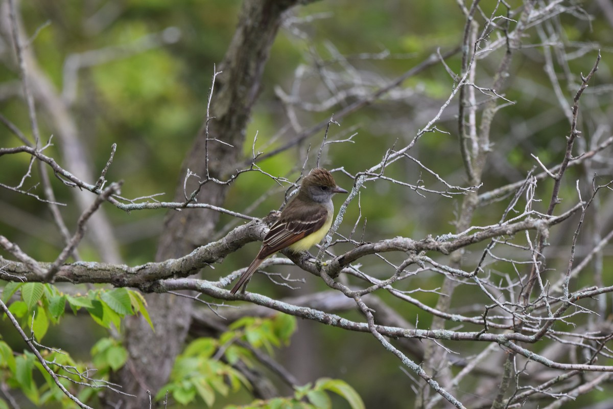 Great Crested Flycatcher - Mike Brais