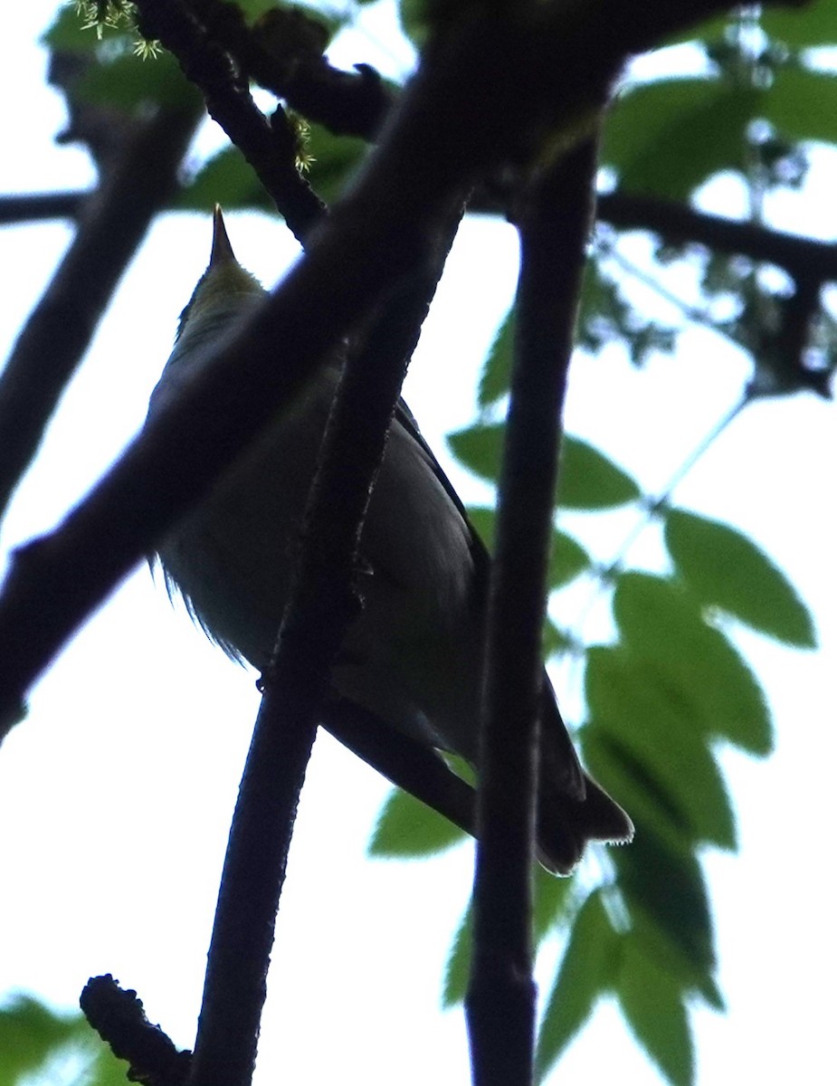 Wood Warbler - Duncan Evered