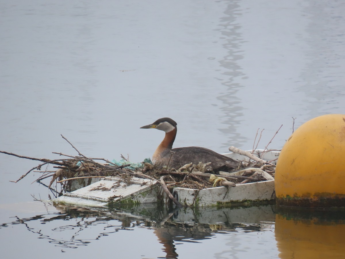 Red-necked Grebe - ML619343725