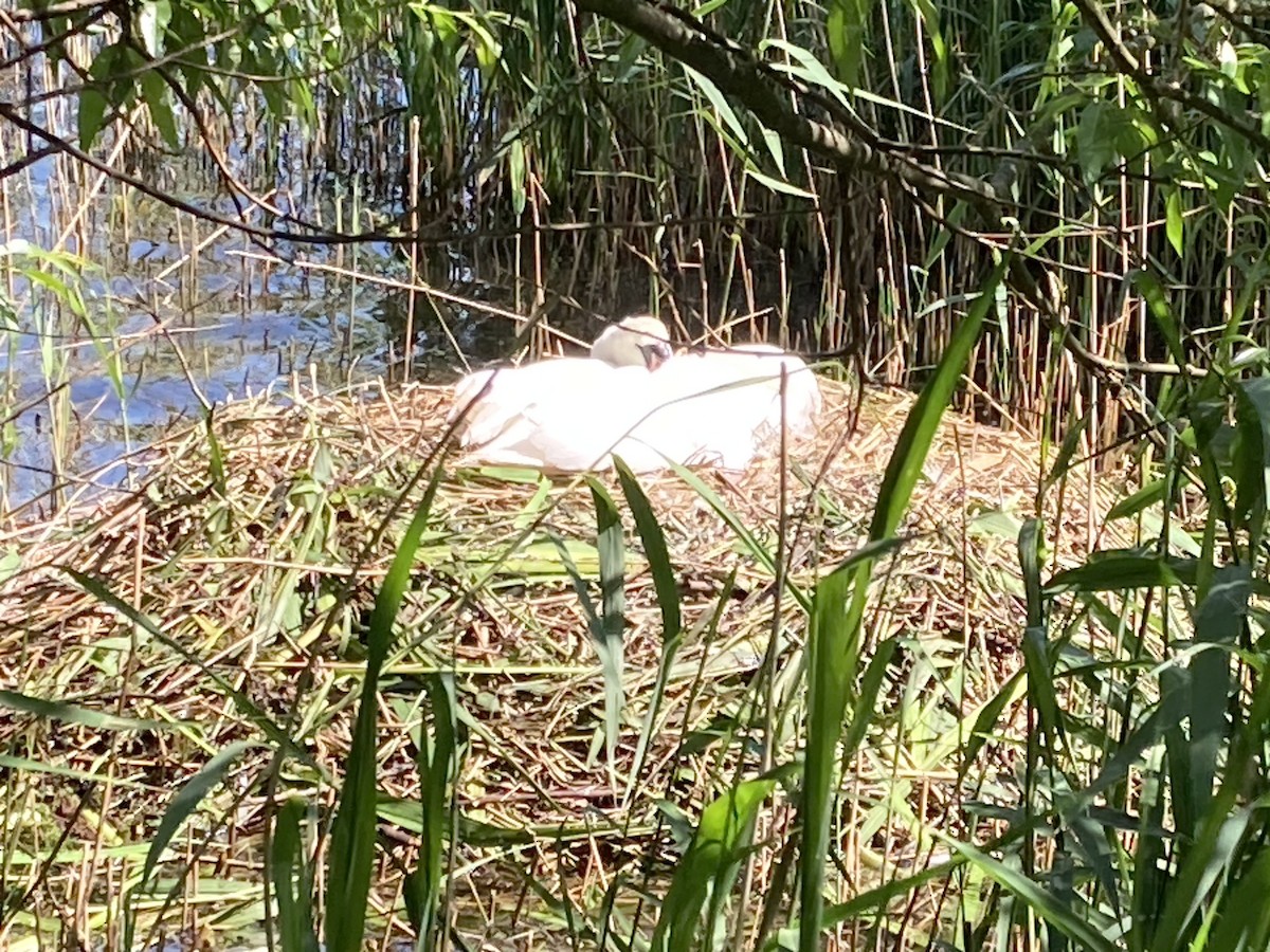 Mute Swan - ML619343733