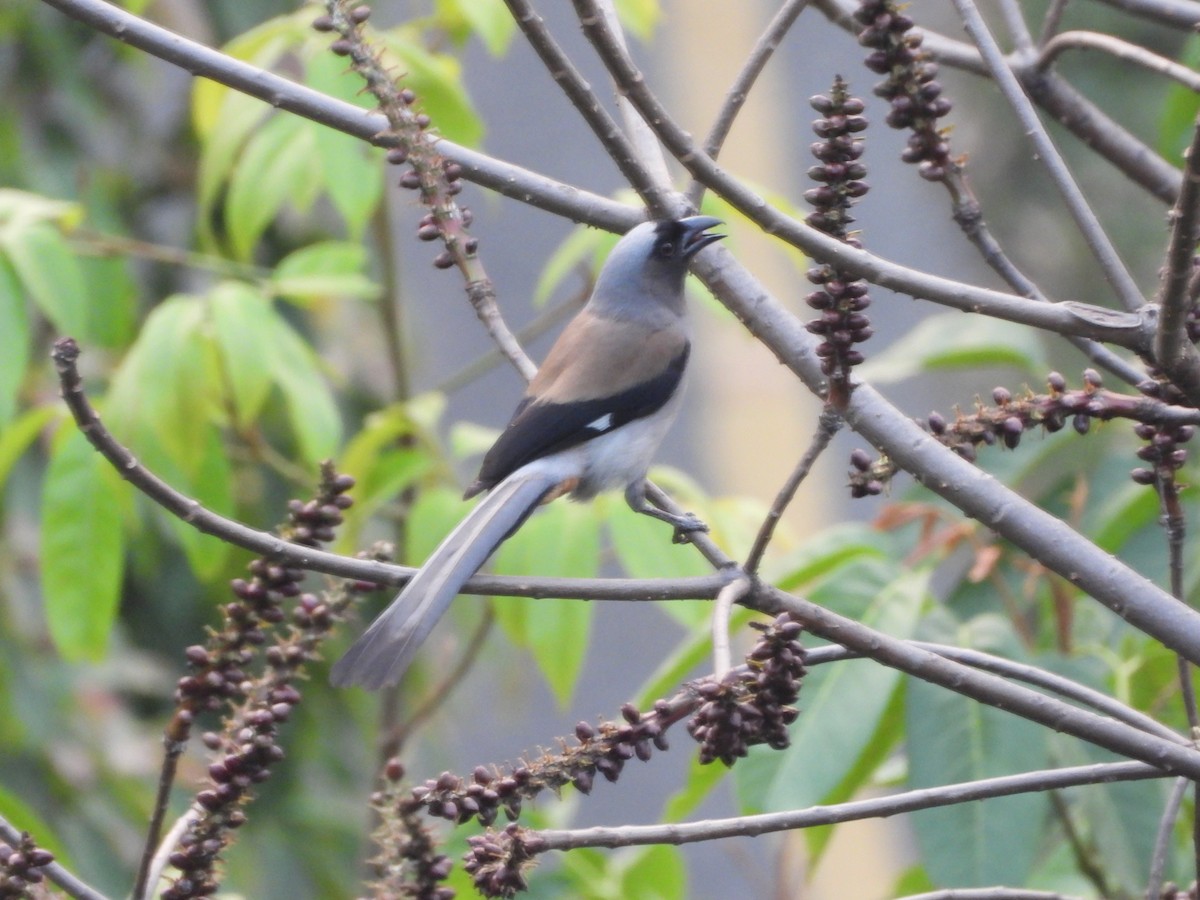 Gray Treepie - Veda Nadendla