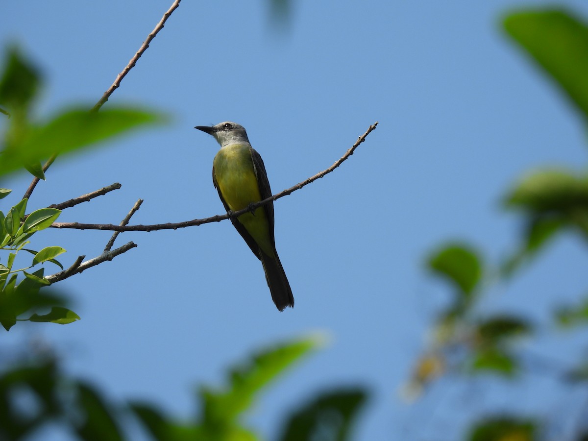 Tropical Kingbird - maicol gonzalez guzman