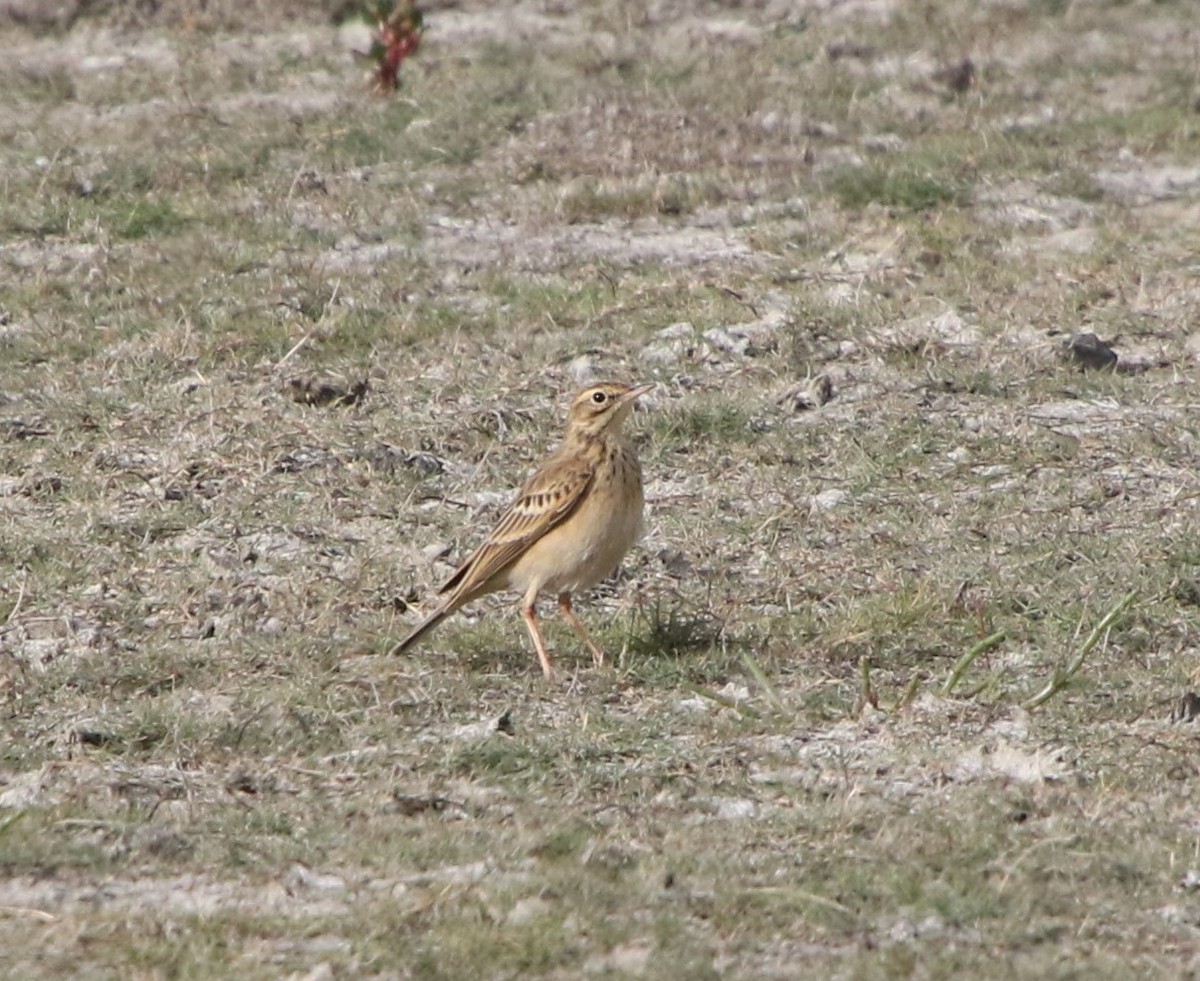 African Pipit - ML619343737