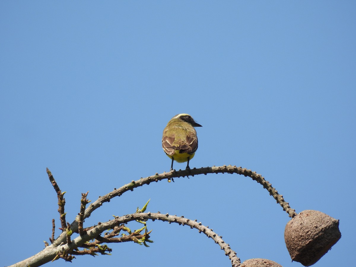 Social Flycatcher - maicol gonzalez guzman