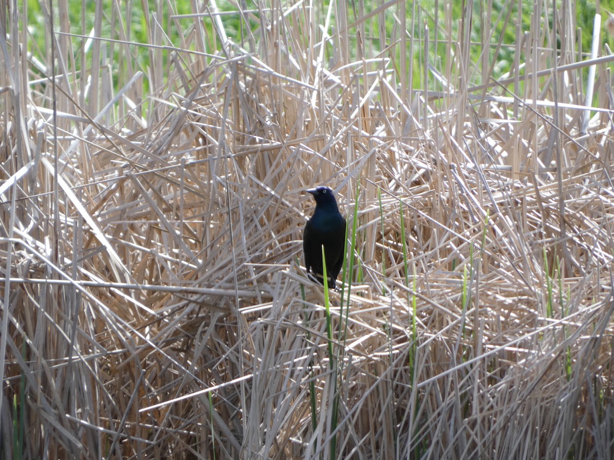 Common Grackle - ML619343755