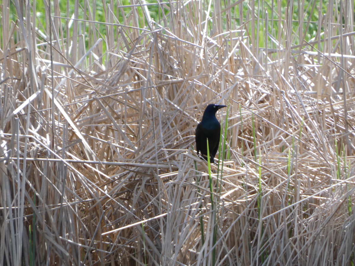 Common Grackle - ML619343756