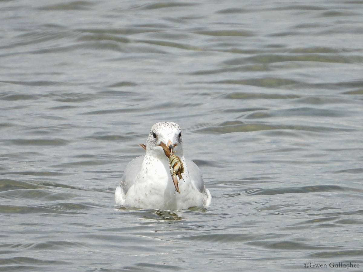 Ring-billed Gull - Gwen Gallagher