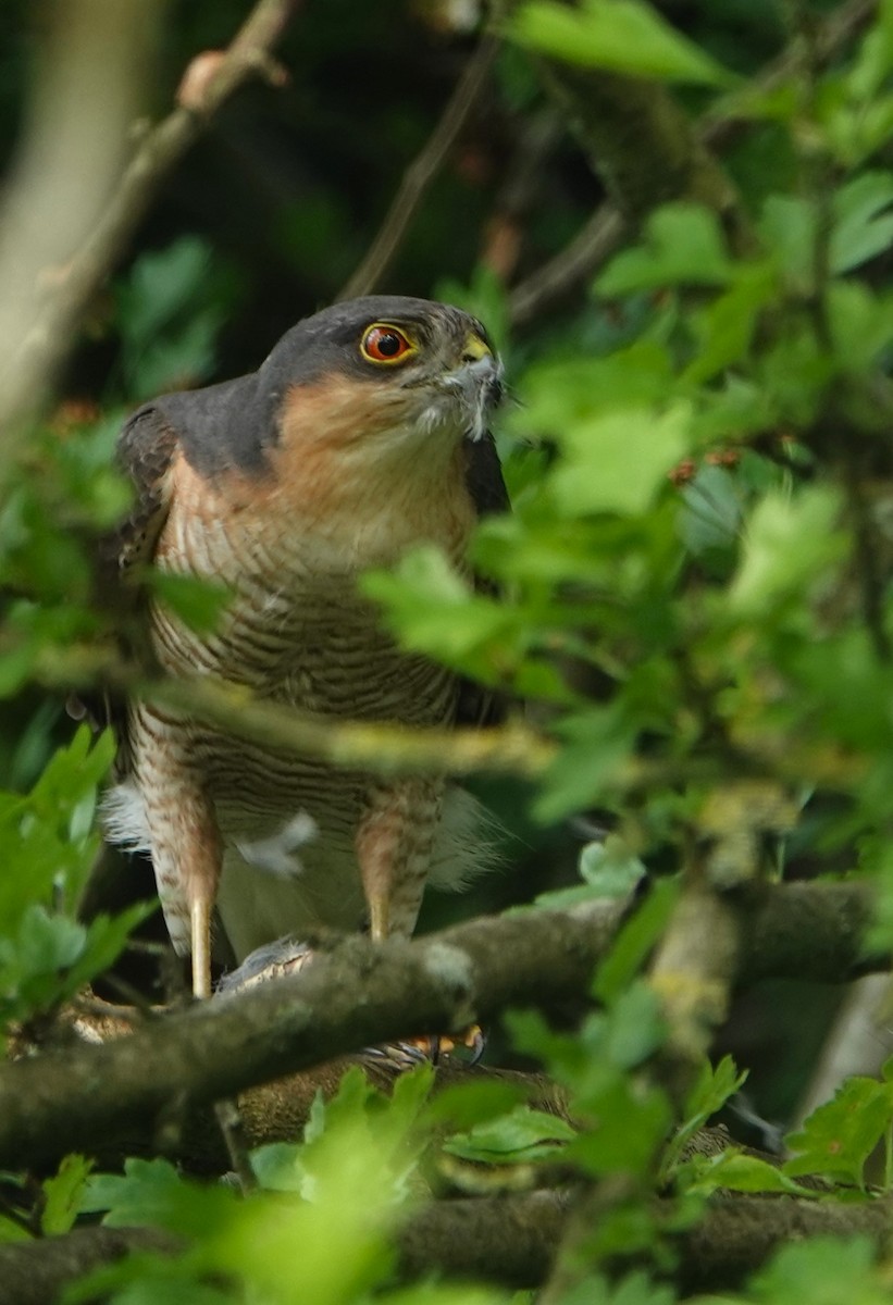 Eurasian Sparrowhawk - Duncan Evered