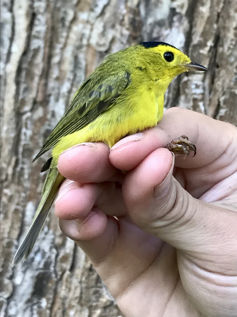 Wilson's Warbler - Sarah Preston