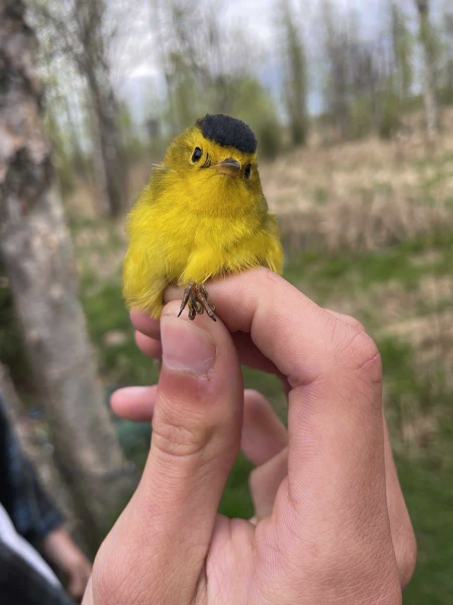 Wilson's Warbler - Angelina Vatamanelu