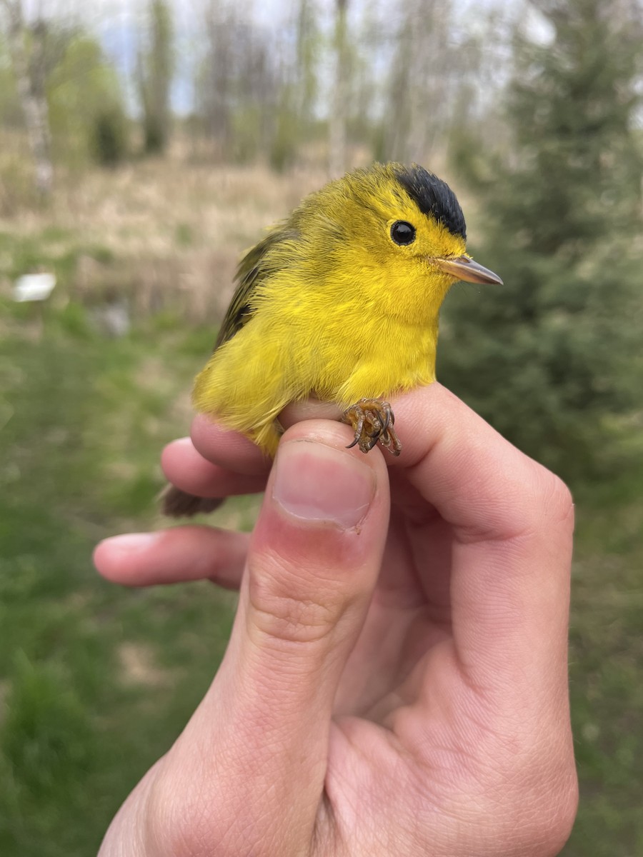 Wilson's Warbler - Angelina Vatamanelu