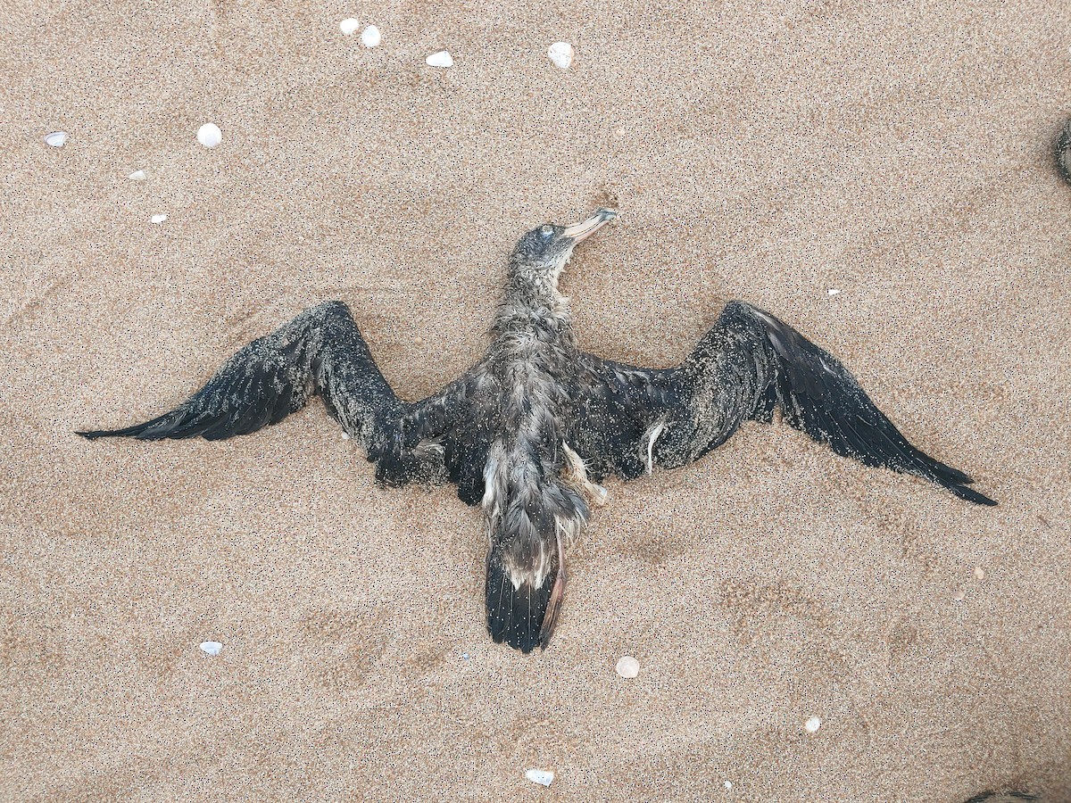 Cory's Shearwater - Diego Castelli