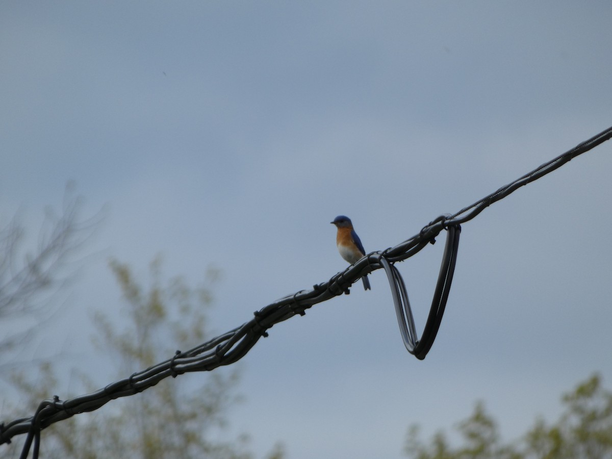 Eastern Bluebird - ML619343790