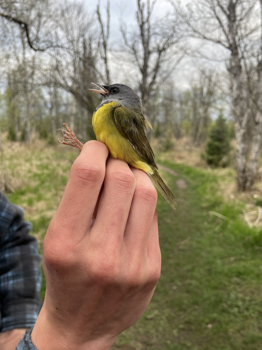 Mourning Warbler - Angelina Vatamanelu