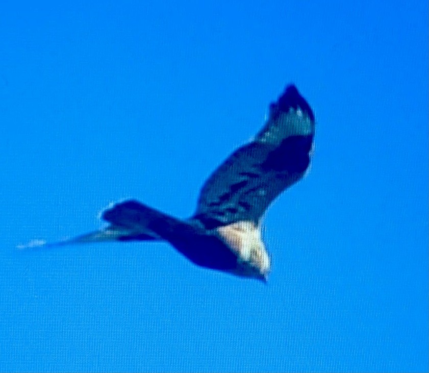 Rough-legged Hawk - Sarah Preston