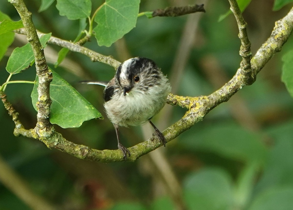 Long-tailed Tit - ML619343820