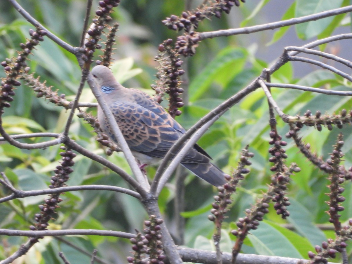 Oriental Turtle-Dove - Veda Nadendla