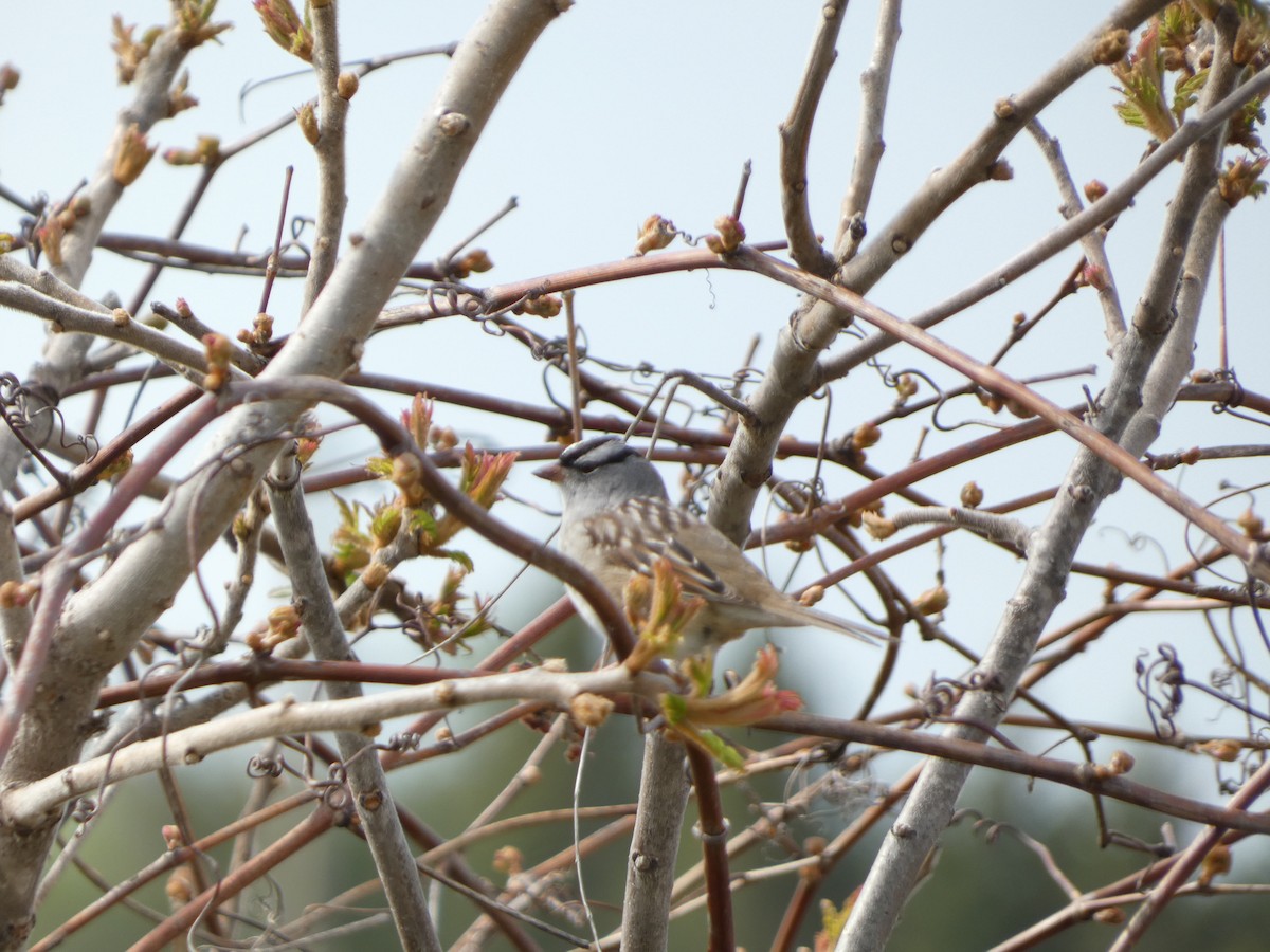 White-crowned Sparrow - Joey Hutton