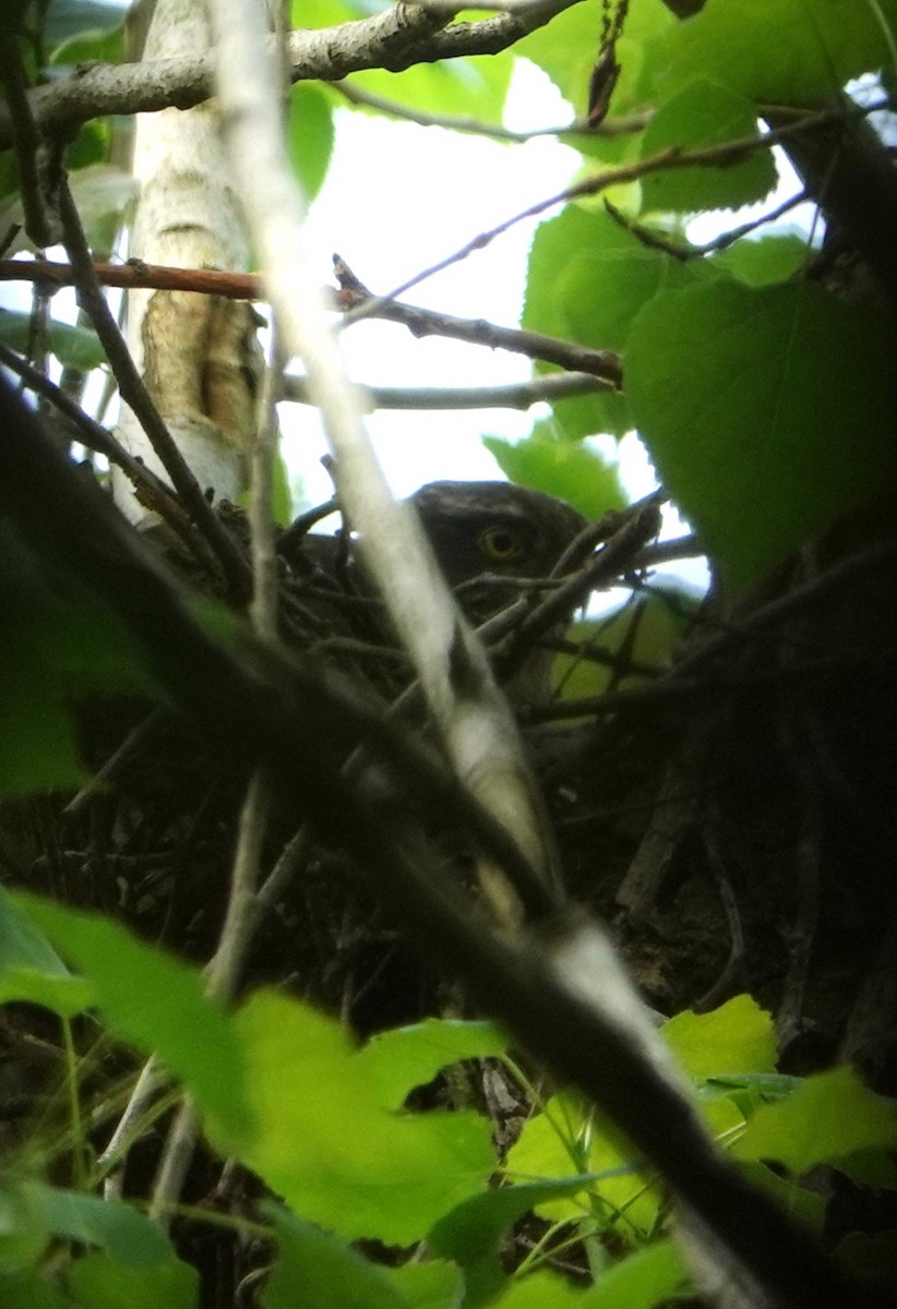 Eurasian Sparrowhawk - Duncan Evered