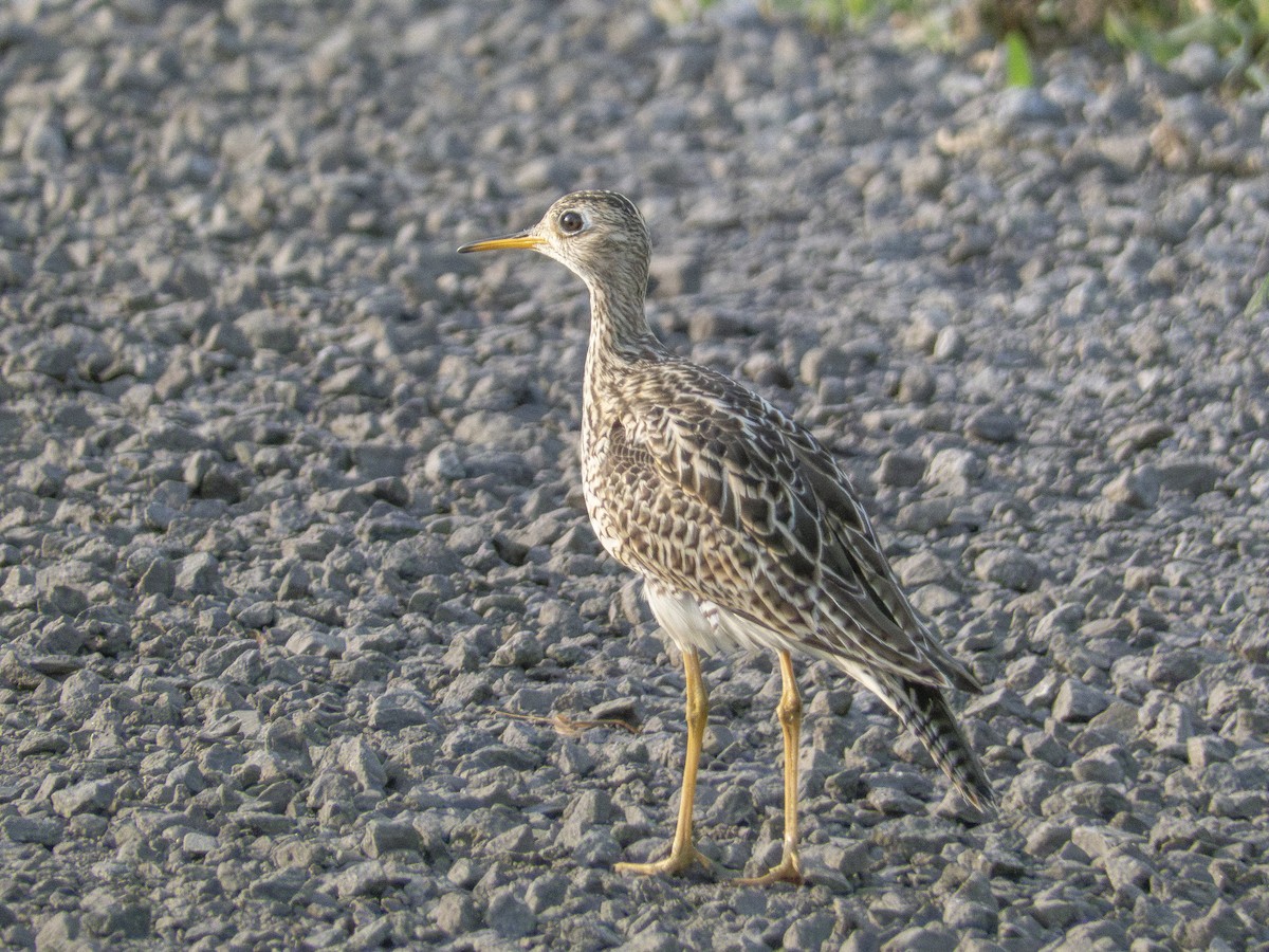 Upland Sandpiper - ML619343840