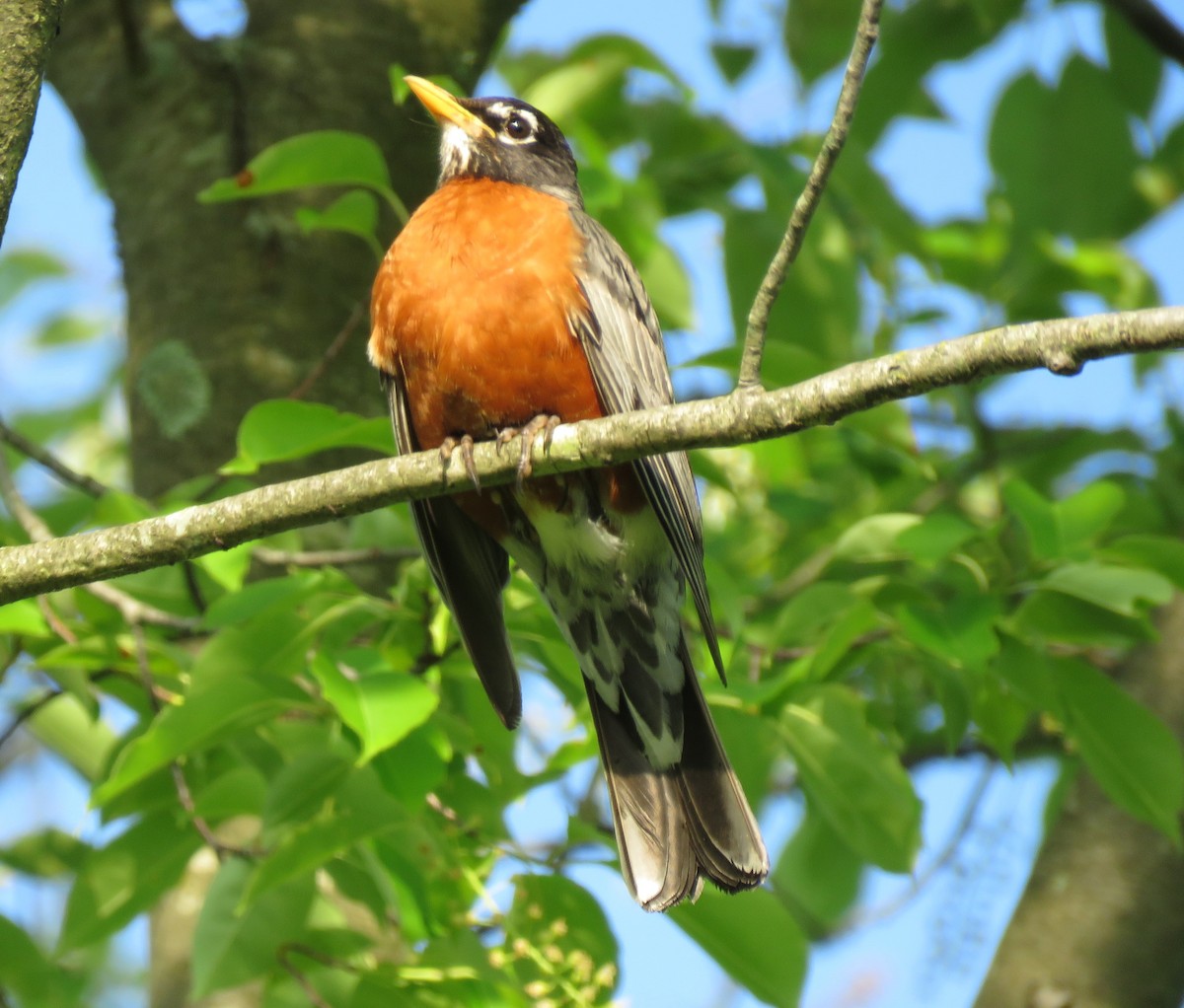 American Robin - Anonymous