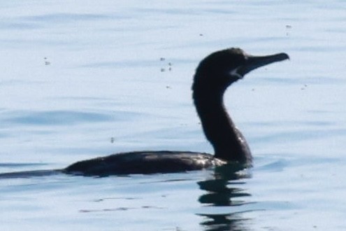 Neotropic Cormorant - ML619343853