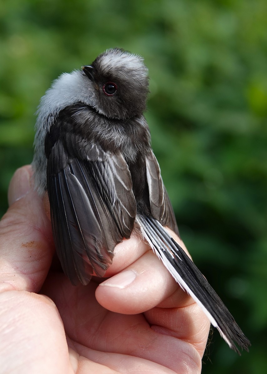 Long-tailed Tit - ML619343870