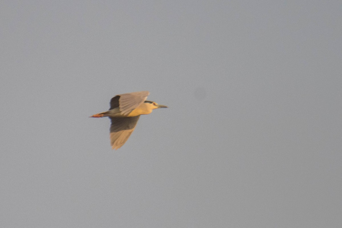 Black-crowned Night Heron - ML619343876